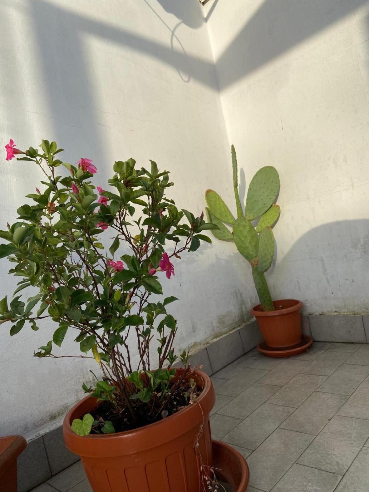 Piccolo Sogno Apartment Roma Ngoại thất bức ảnh
